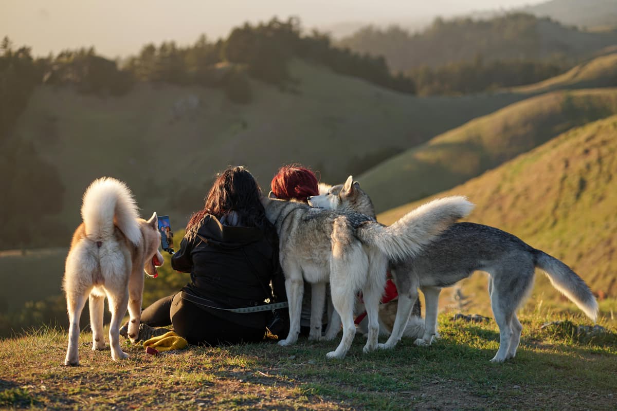 Two people sitting on a hilltop at golden hour with three dogs, looking out at rolling green hills