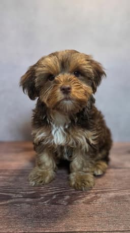 Brooklyn - Yorkshire Terrier