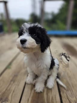 Jolene - English Shepherd / Poodle