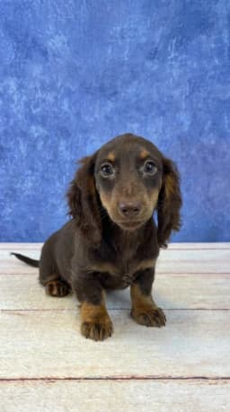 Dachshund Puppies - Dachshund