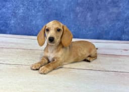 Dachshund Puppies - Dachshund