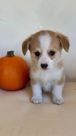 Magnolia - Pembroke Welsh Corgi