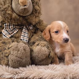 Kellum - Dachshund