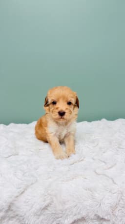 Genevieve - Labradoodle