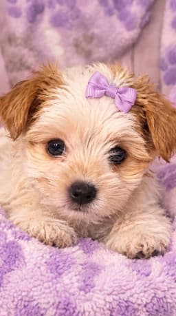 Parti - Yorkshire Terrier