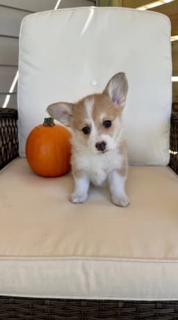 Penelope (Penny) - Pembroke Welsh Corgi