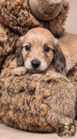 Dorian - Dachshund