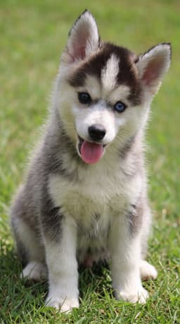 Pikachu - Pomsky