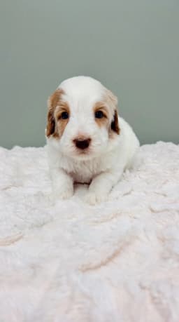 Alfie - Labradoodle