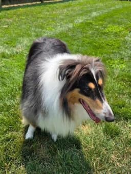 Rex adoption pending - Collie