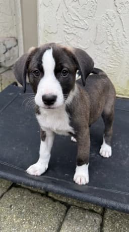 Annie - Pit Bull Terrier